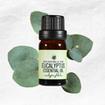 Load image into Gallery viewer, Eucalyptus Essential Oil • Eucalyptus globulus