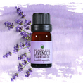 Load image into Gallery viewer, Bulgarian Lavender Essential Oil • Lavandula angustifolia