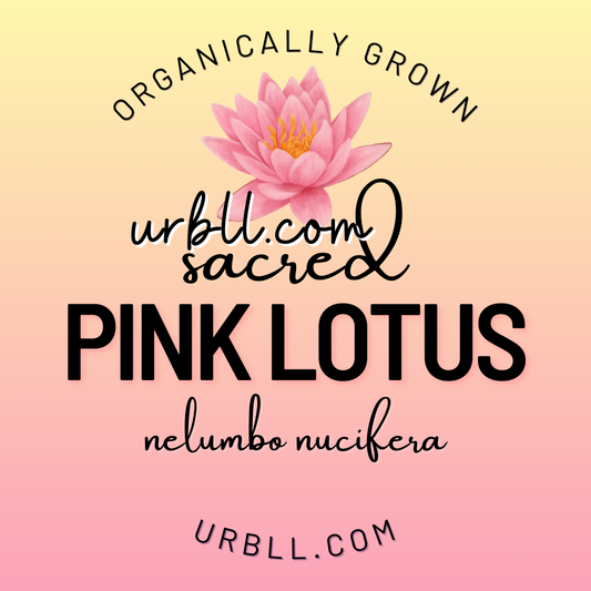Bulk Sacred Pink Lotus Petals - 1KG