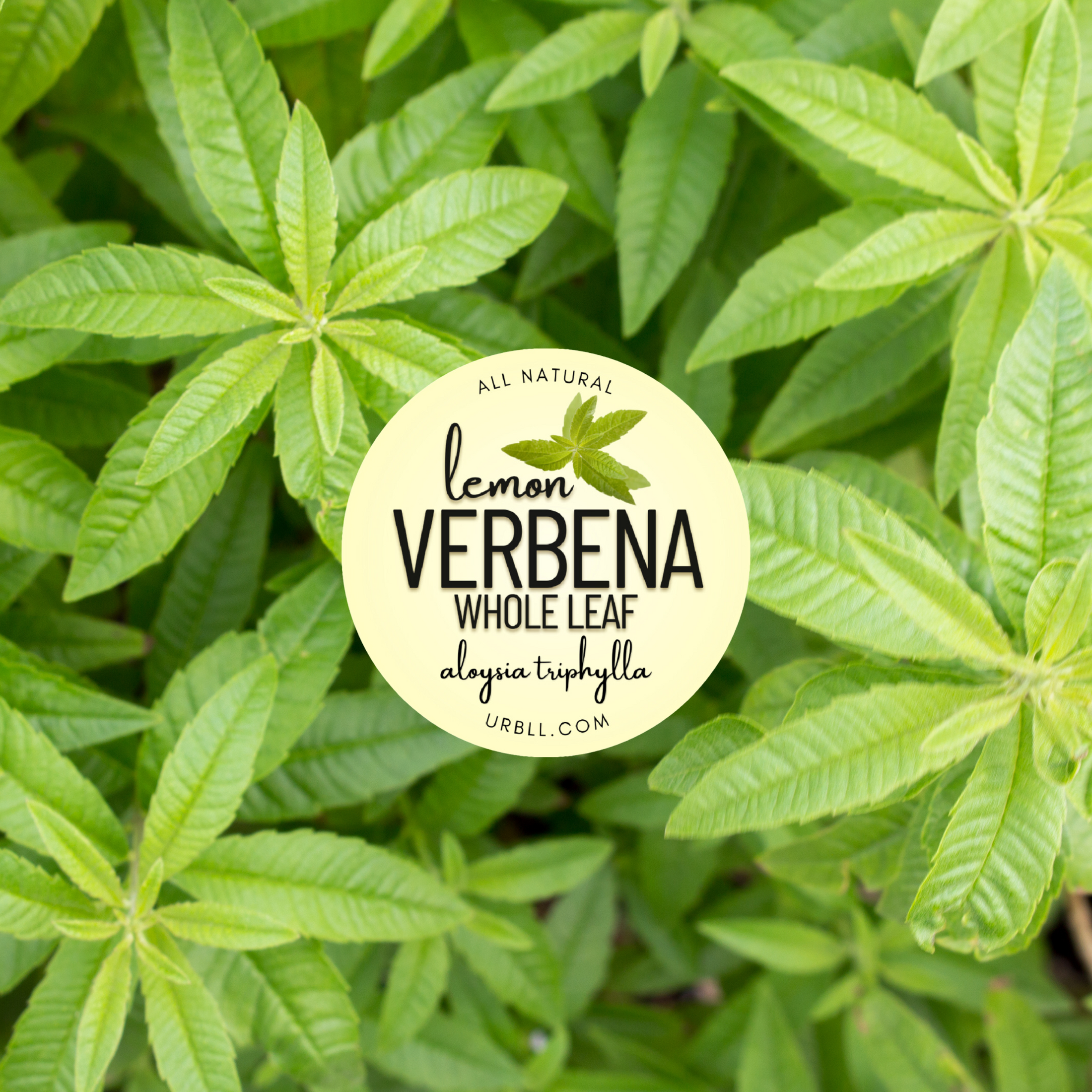 Lemon Verbena Whole Leaf • Organic • Aloysia citrodora