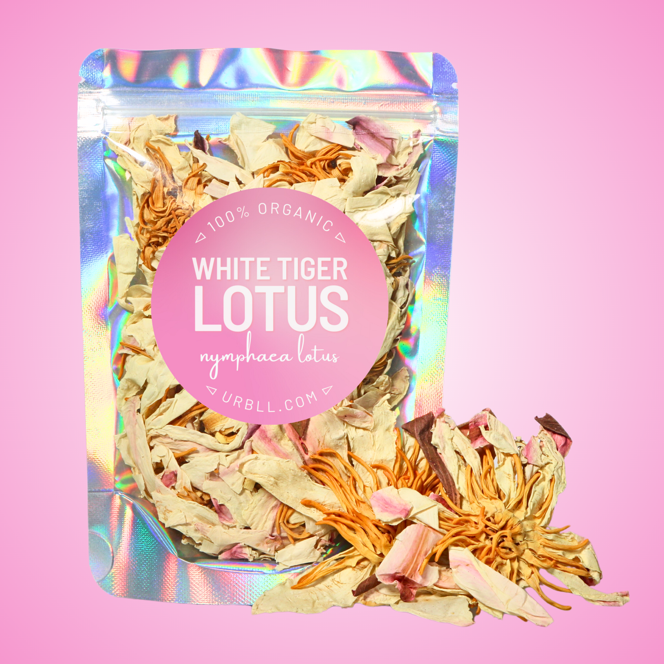 White Tiger Lotus • Whole Flowers