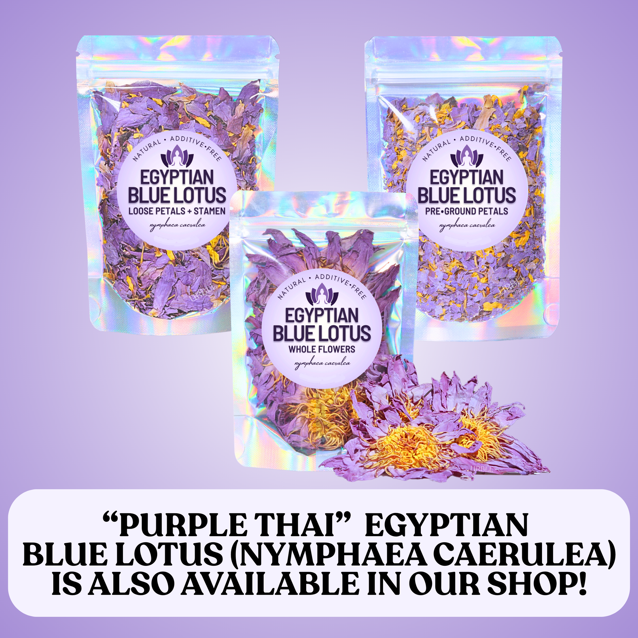 Purple Thai Egyptian Blue lotus also available in our shop. 