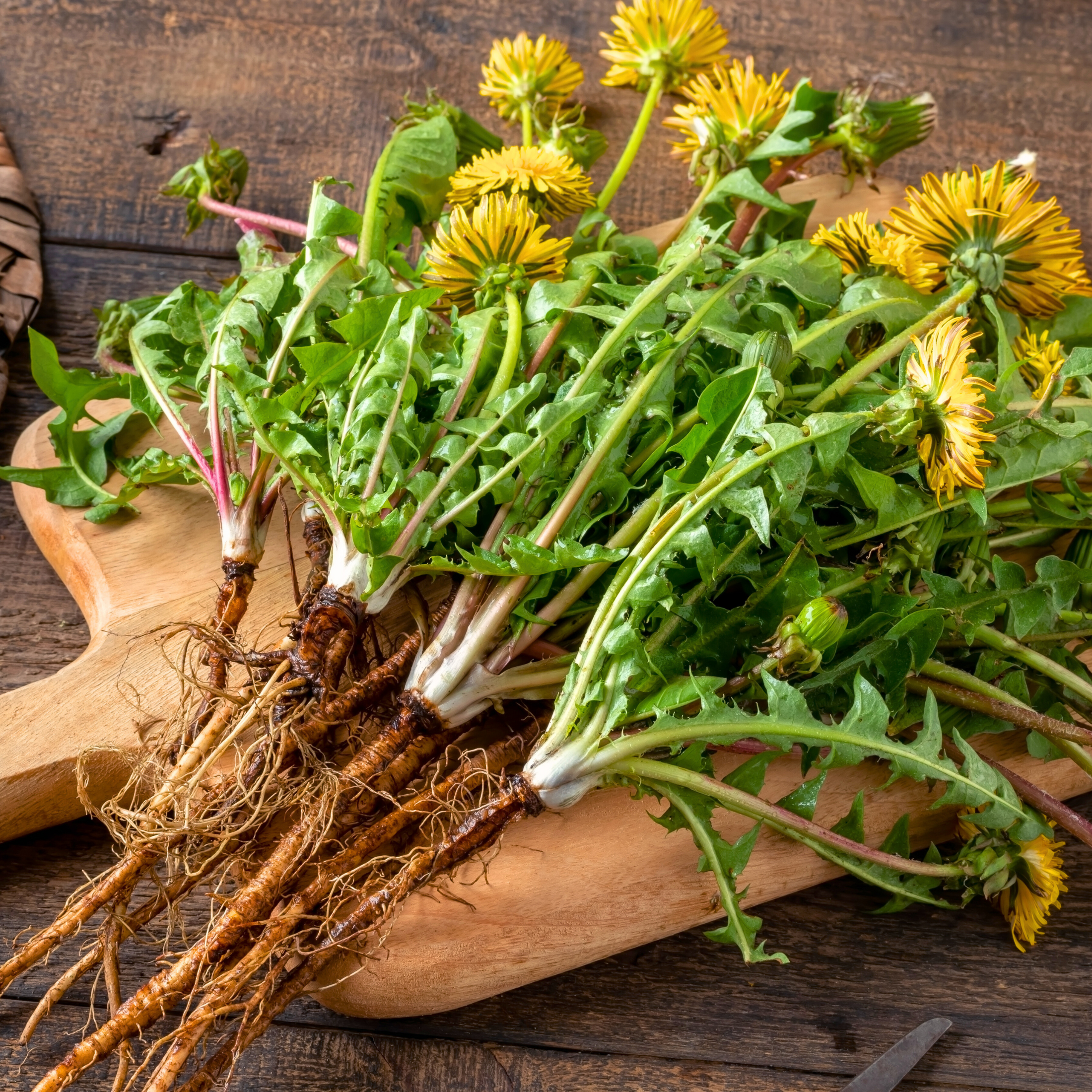 Dandelion Root